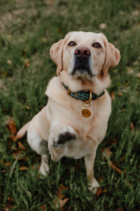 Genuine Leather Dog Collar: Saint -Yves Collar