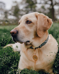 Genuine Leather Dog Collar: Saint -Yves Collar