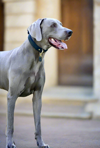 Genuine Leather Dog Collar: Ascot Collar