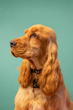 Load image into Gallery viewer, Genuine Leather Dog Collar: Saint -Yves Collar