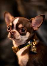 Load image into Gallery viewer, Genuine Leather Dog Collar: Monaco Collar