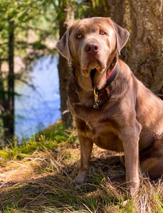 Genuine Leather Dog Collar: Dooley Collar