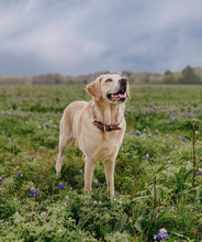 Load image into Gallery viewer, Genuine Leather Dog Collar: Barneys Collar