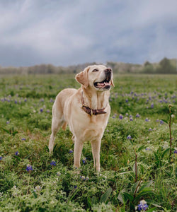 Genuine Leather Dog Collar: Barneys Collar