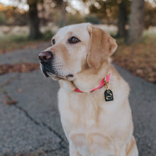 Load image into Gallery viewer, Genuine Leather Dog Collar: Mayfair Collar