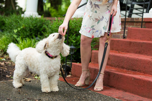 Genuine Leather Dog Collar: Catalina Collar