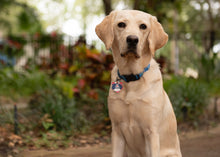 Load image into Gallery viewer, Bestseller// Genuine Leather Dog Collar: Pip Collar  Equestrian Green &amp; Hot Pink Dog Collar