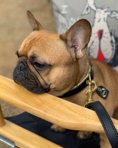 Genuine Leather Dog Collar: Regents Collar