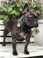 Load image into Gallery viewer, Bestseller// Genuine Leather Dog Collar: Pip Collar  Equestrian Green &amp; Hot Pink Dog Collar