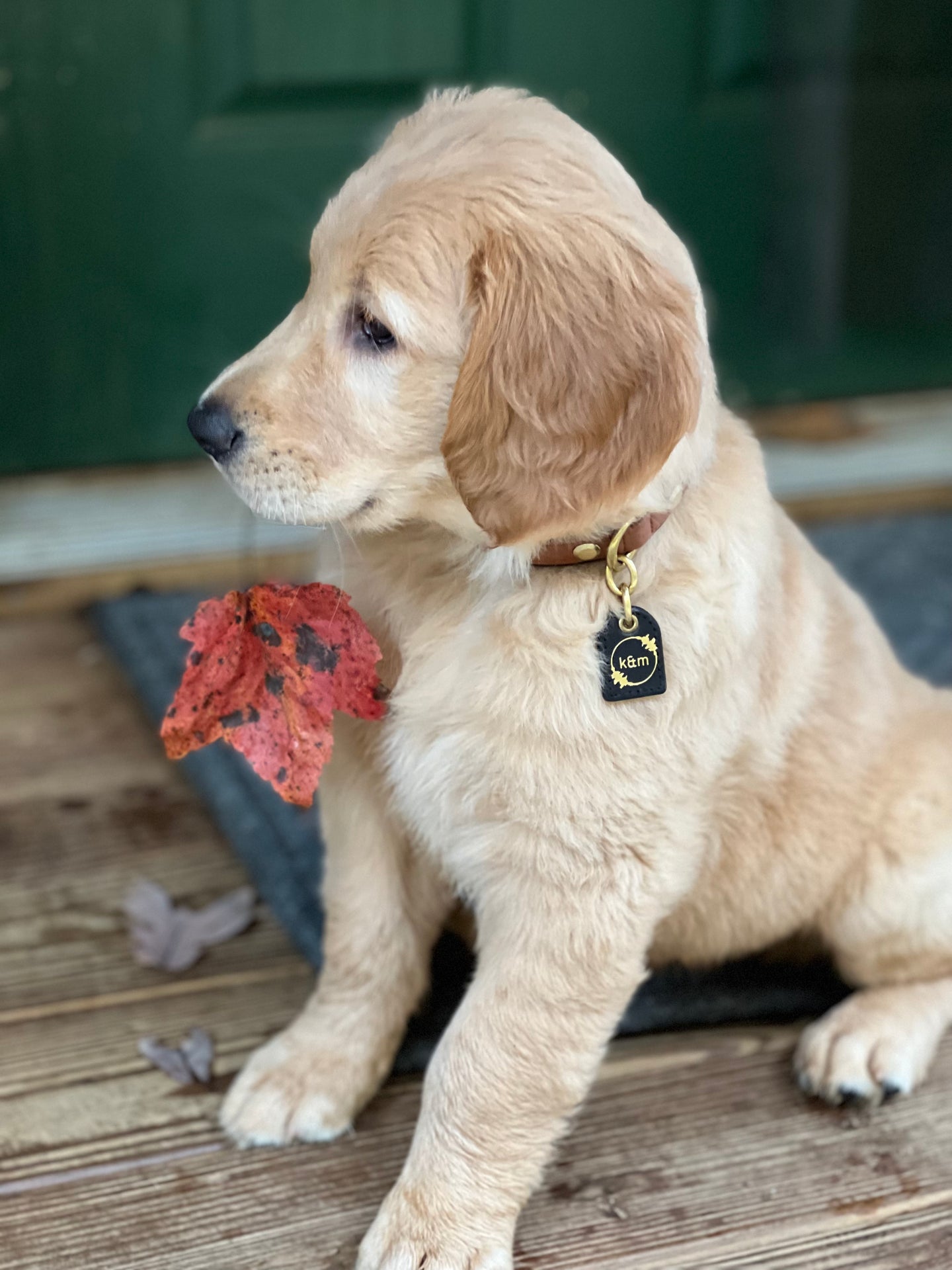 Genuine Leather Dog Collar: Cavalli Collar