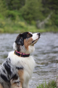 Genuine Leather Dog Collar: Catalina Collar