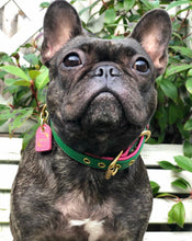 Load image into Gallery viewer, Bestseller// Genuine Leather Dog Collar: Pip Collar  Equestrian Green &amp; Hot Pink Dog Collar