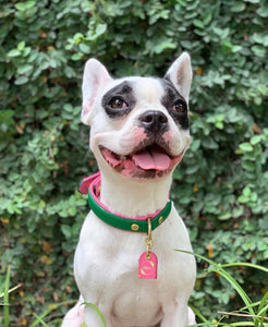 Bestseller// Genuine Leather Dog Collar: Pip Collar  Equestrian Green & Hot Pink Dog Collar