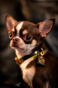 Genuine Leather Dog Collar: Monaco Collar