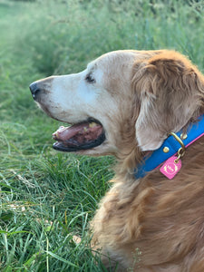 Genuine Leather Dog Collar: Key Largo Collar