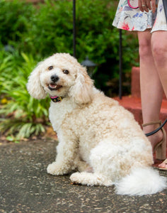 Genuine Leather Dog Collar: Catalina Collar