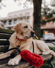 Load image into Gallery viewer, Genuine Shearling, Leather, &amp; Nylon Rope Leash  For Dogs: Méribel Leash