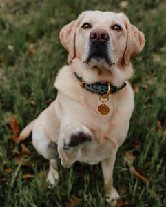 Genuine Leather Dog Collar: Saint -Yves Collar